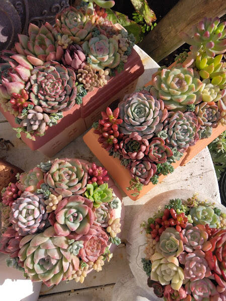 オンラインショップ HOME | Camellia Rosette